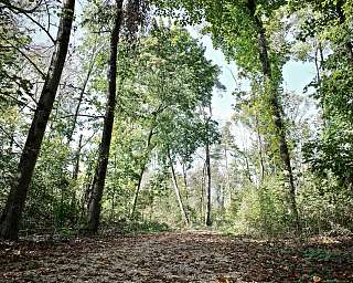 Waldweg